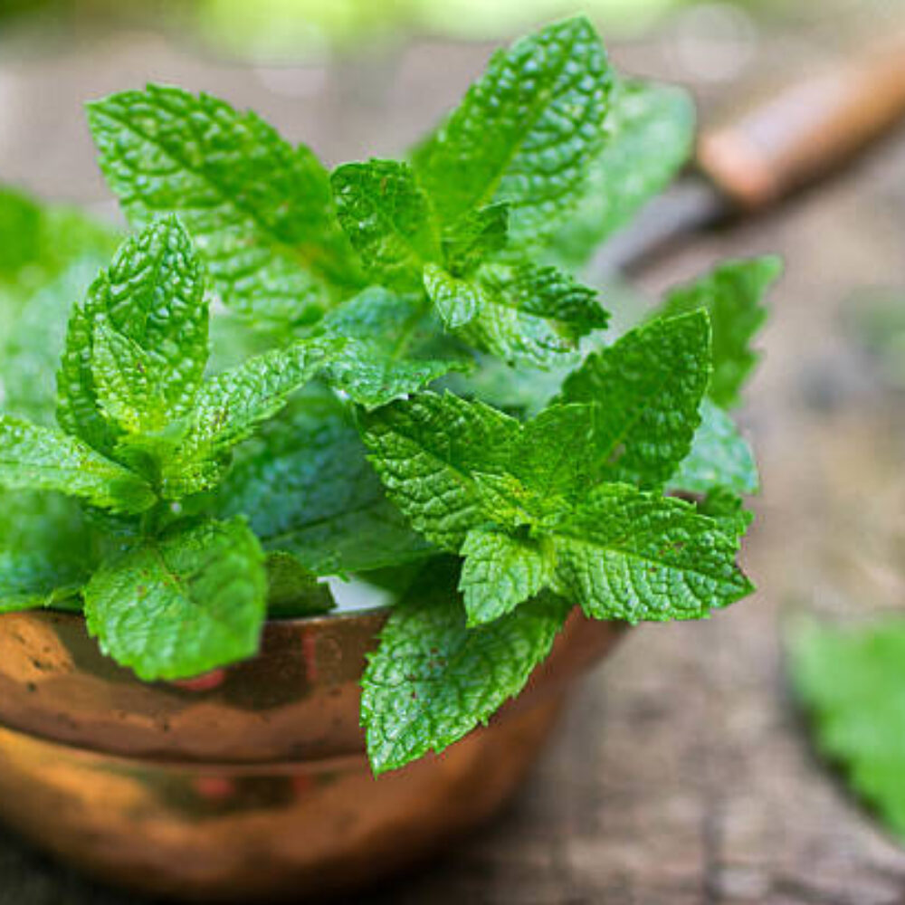 Mint leaf for gut health