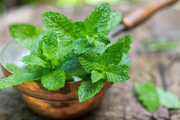 Read more about the article Mint leaf for gut health