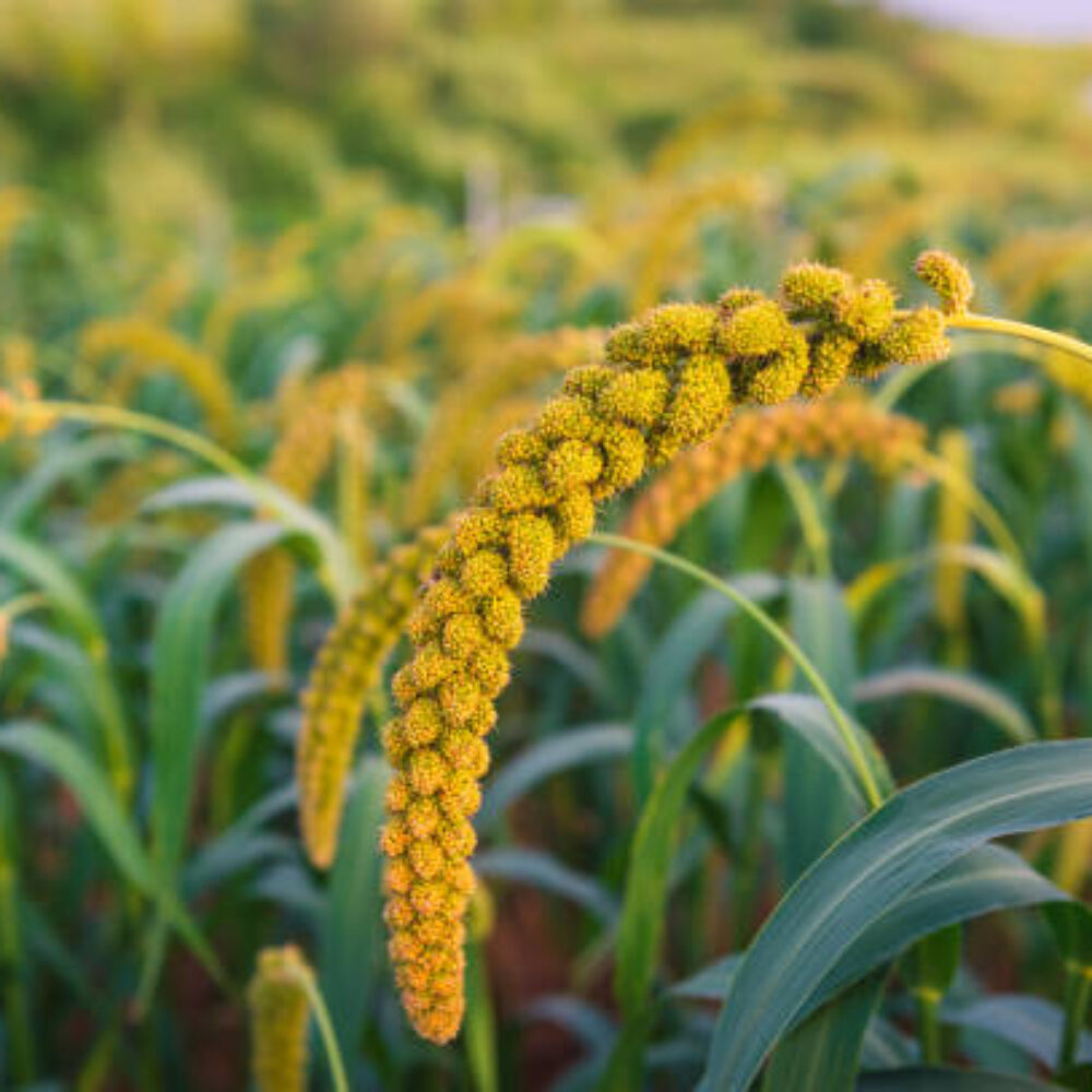 Types of Millets and Their Health Benefits