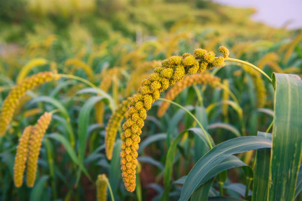 Read more about the article Millet Grain: The Superfood for Gut Health, Weight Loss, and Heart Wellness