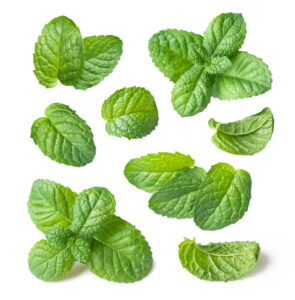 Collection of fresh mint leaf isolated on white background close-up