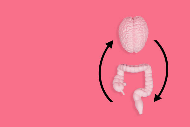 Detailed body-toned brain and intestine models arranged on a lively pink backdrop with black circular arrows. Cognitive clarity and digestive well-being balance. also shows the gut and brain connection 