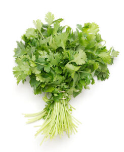 bunch of fresh cilantro on white background