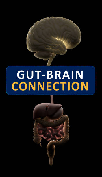 Read more about the article Gut and Brain Connection: How Your Stomach Talks to Your Mind