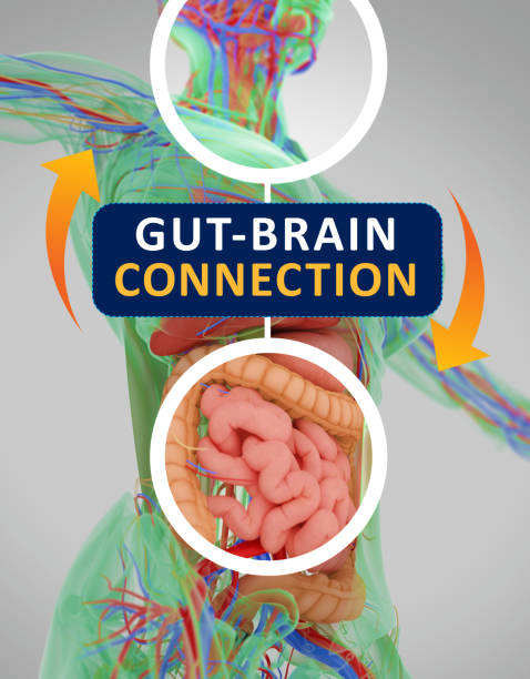 Gut and brain connection, or gut brain axis. Concept art showing the health connection from the gut to the brain. 3d illustration. Gut-brain connection or gut brain axis. Concept art showing the health connection from the gut to the brain. 3d illustration.