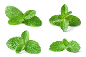 Collection of fresh mint leaves, isolated on white background