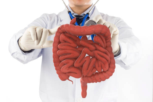 doctor touch intestine check human intestine , 3D concept