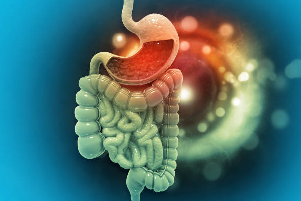 Read more about the article What is Gastric Juice and Acid, and How They Help Digestion?