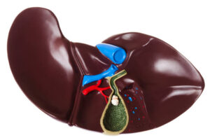 Anatomically correct model of liver and gallbladder with cut-away showing inner anatomy of gallbladder, including gallstones.