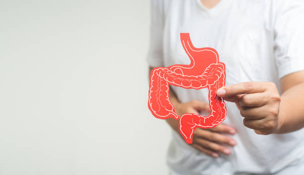 Gastrointestinal System Disease. Hand holding a large intestine symbol and a painful stomachache while standing on a gray background. Treatment and prevention of constipation and diarrhea.