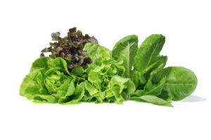 Fresh Romaine Lettuce , Cos Lettuce, Red and Green Oakleaf lettuce Vegetable salad isolated on white background.